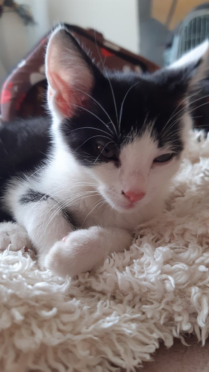Dasha94954608's tweet photo. Neo 🐱 už vyhlíží své nové pánešky 😻
#CatForAdopt https://t.co/iWM5rfvq5C