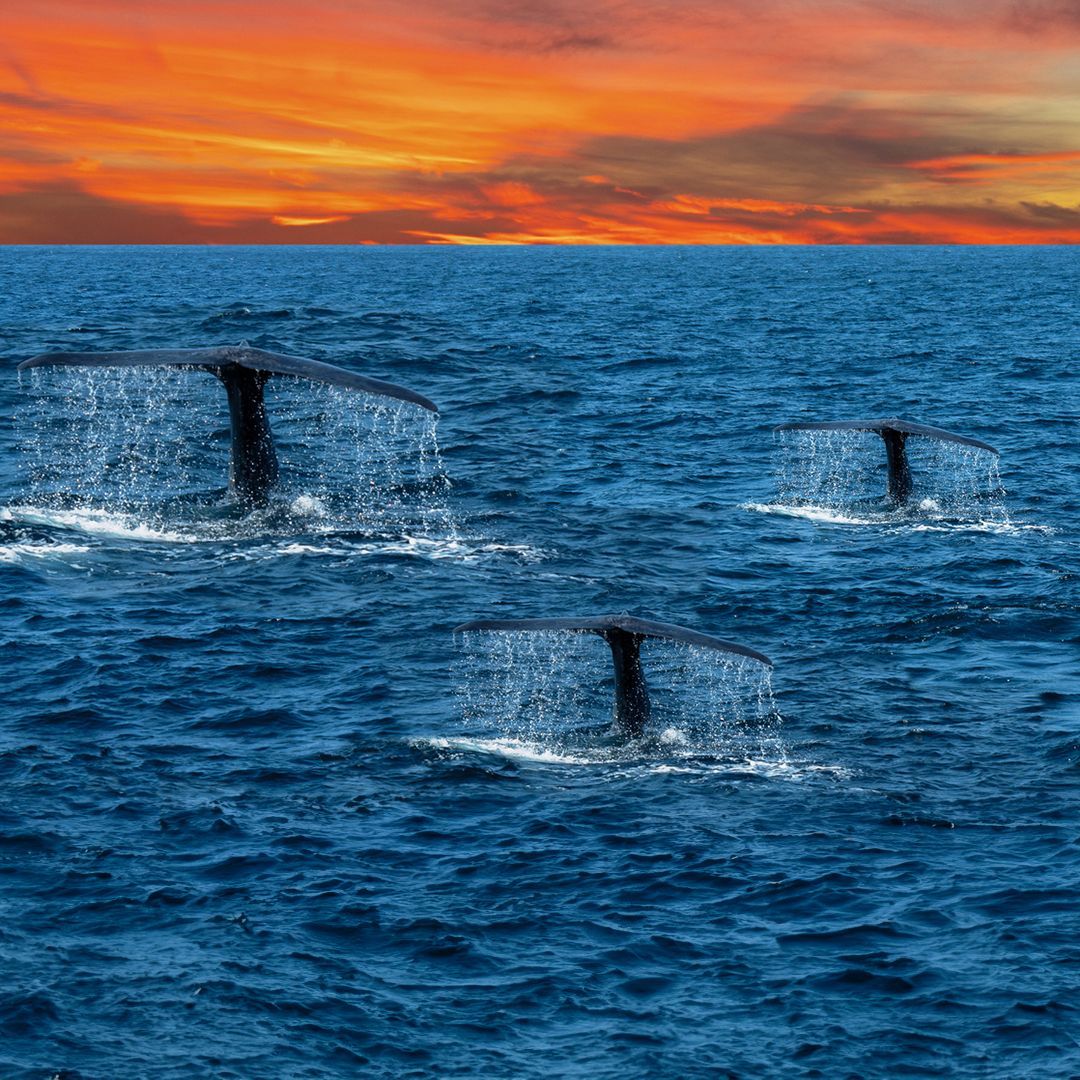 Discover the extraordinary untold stories of Asia, with Sir David Attenborough on BBC One. This episode explores Asia’s waters, as spectacular as they are diverse, and never-seen-before animal behaviour. We can’t wait to see what wonders he has in store for us! #BBCEarthAsia