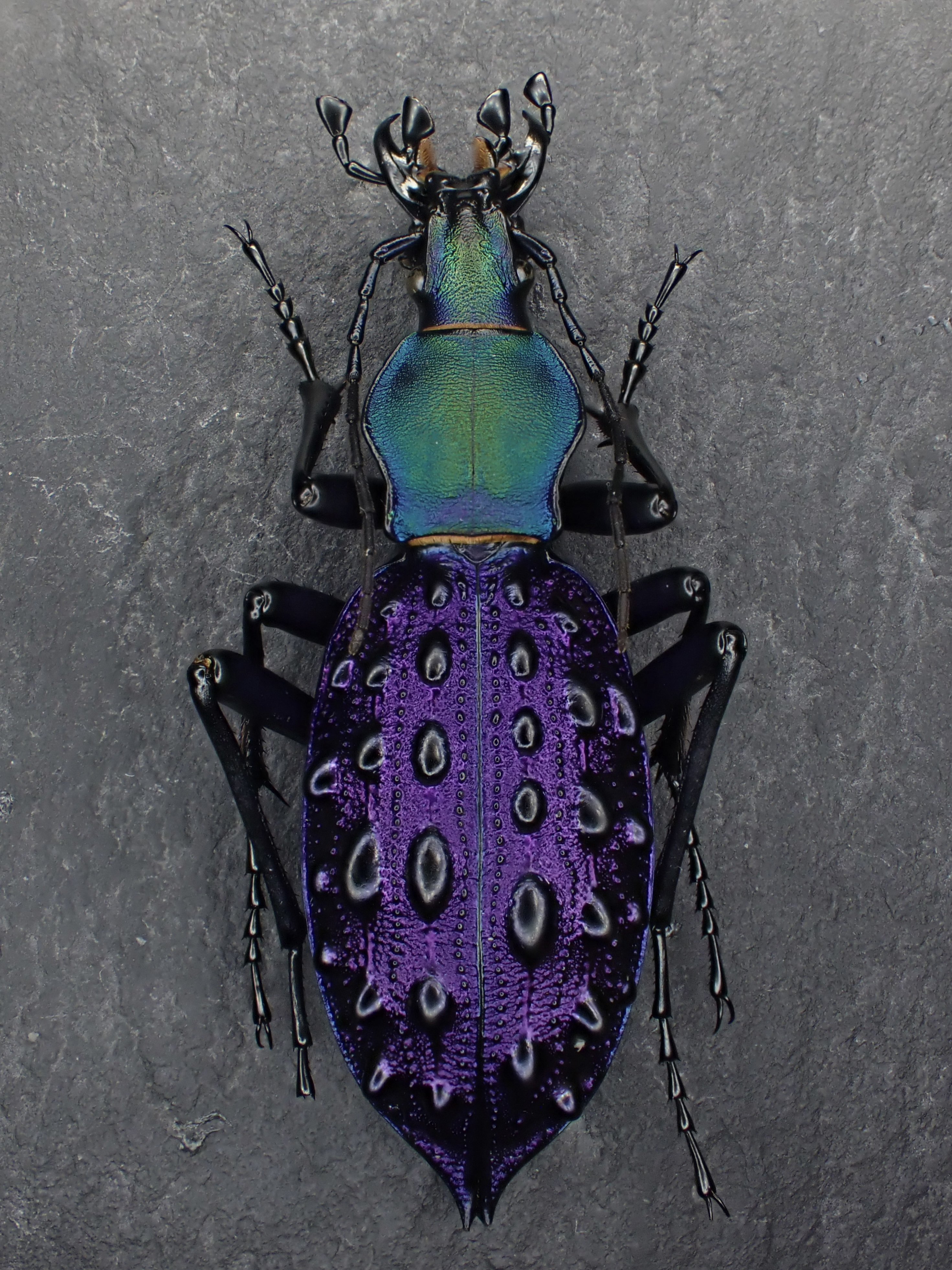 【外国産オサムシ標本】緑と紫のイボカブリモドキ/湖北省.恩施産/41mm 外国産オサムシ標本】緑と紫のイボカブリモドキ/湖北省.恩施産/41mm