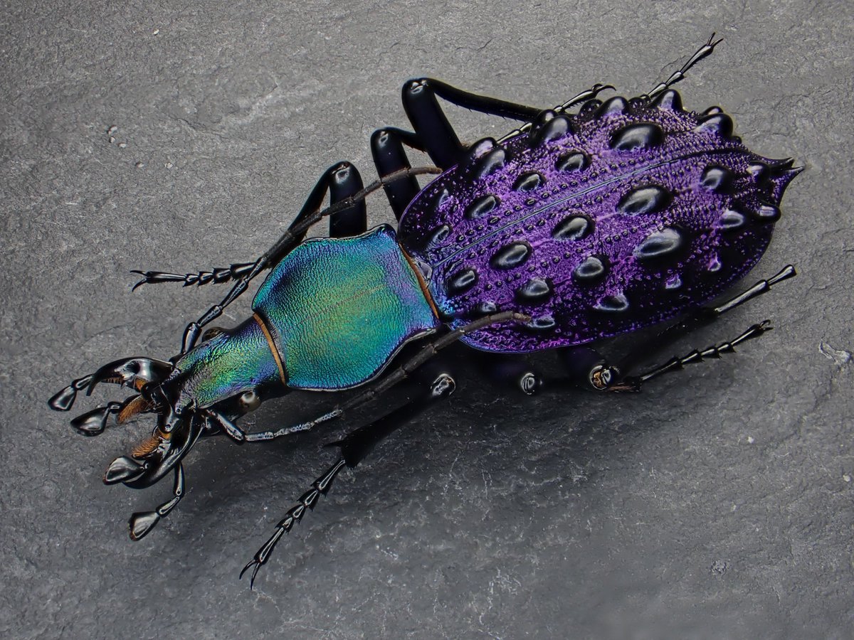 ☆標本～美麗種 イボカブリモドキ（湖北省）♀ ② Coptolabrus | 41.5