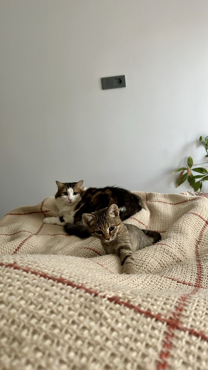 Na şuraya yazıyorum