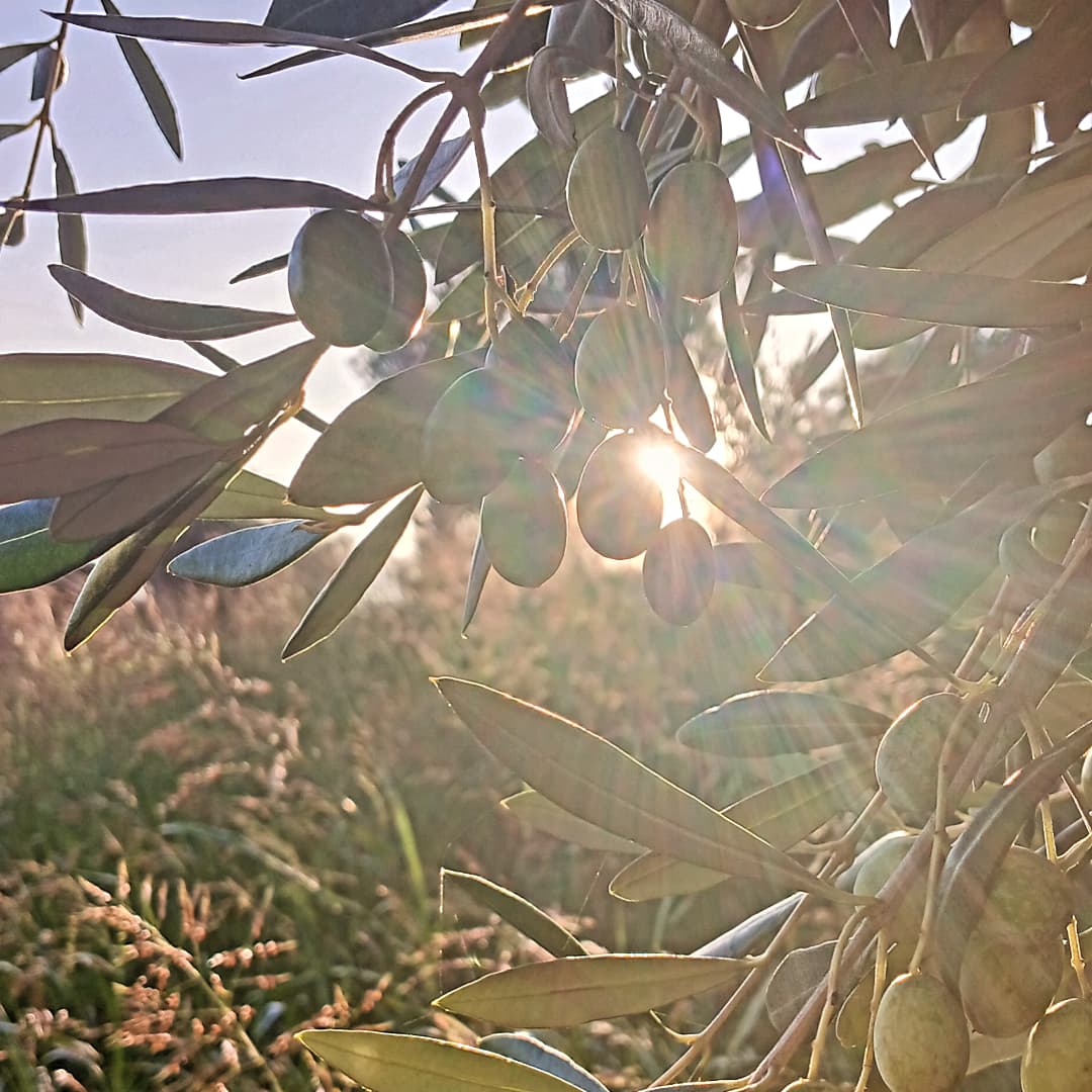 Daniela Violi tweet media