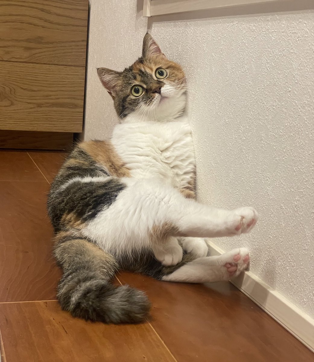 むぎめ (@mugimedayoo) / Posts / X