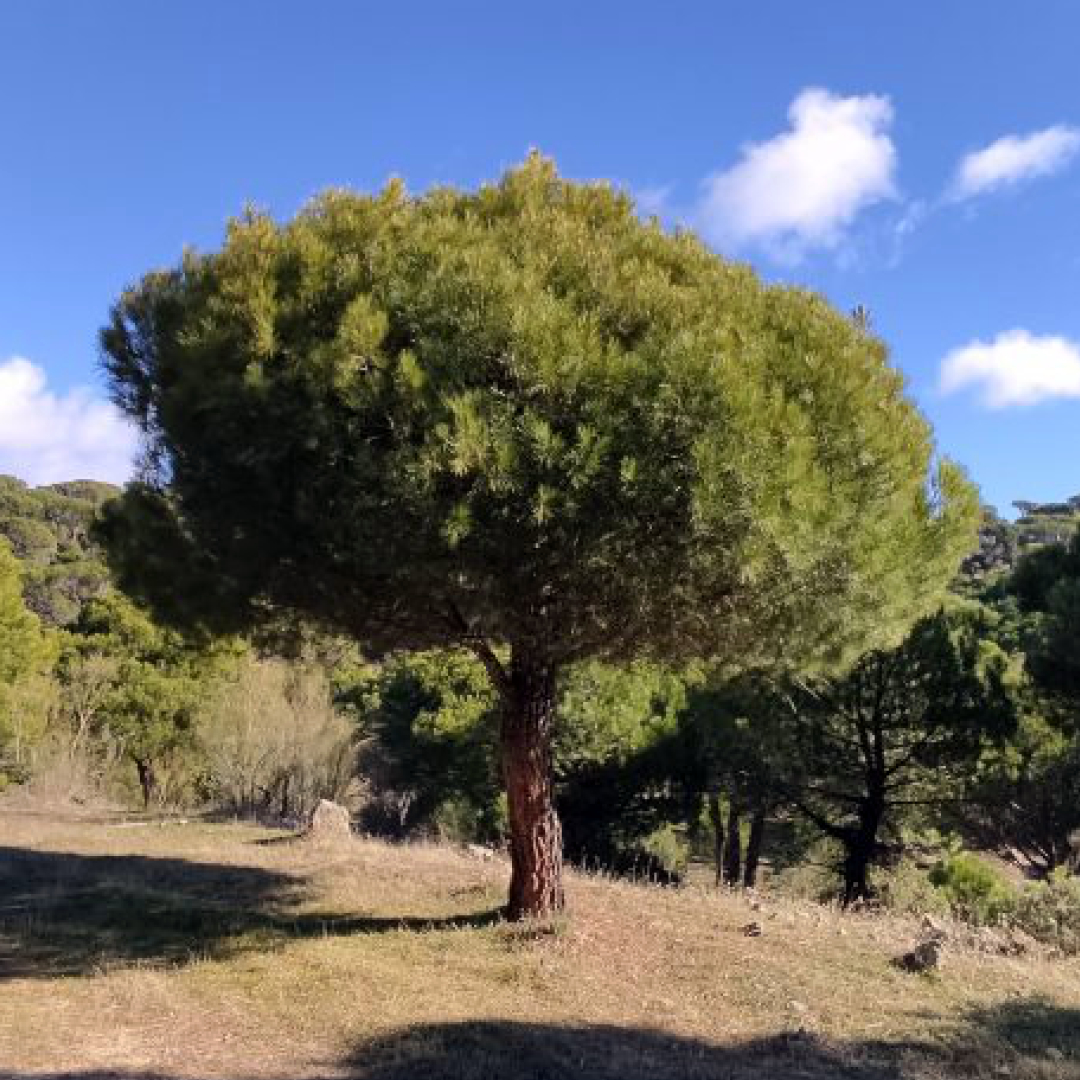 Ruta Las Cabreras, Hoyo de Pinares

Ruta Las Cabreras, Hoyo de Pinares
Ruta Las Cabreras, Hoyo de Pinares ha sido la primera experiencia offroad como se dice ahora o todoterreno como ...

Leer más: turismocamper.es/ruta-las-cabre… 

#Ávila #BarrancosgraníticosdelríoSotilloodelasPalizas...