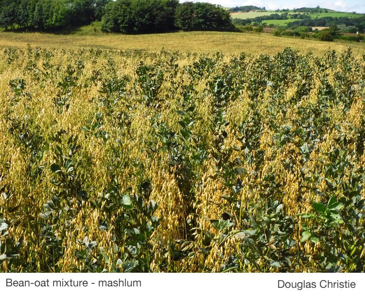reggieroper's tweet photo. has anyone grown an organic winter bean oat crop ? it would be very beneficial for the weed issue in some of my fields but I worry about  ripening times and chocolate spot , I wud plough in the beans and ope pass oats on top https://t.co/y0mEhxxkHt
