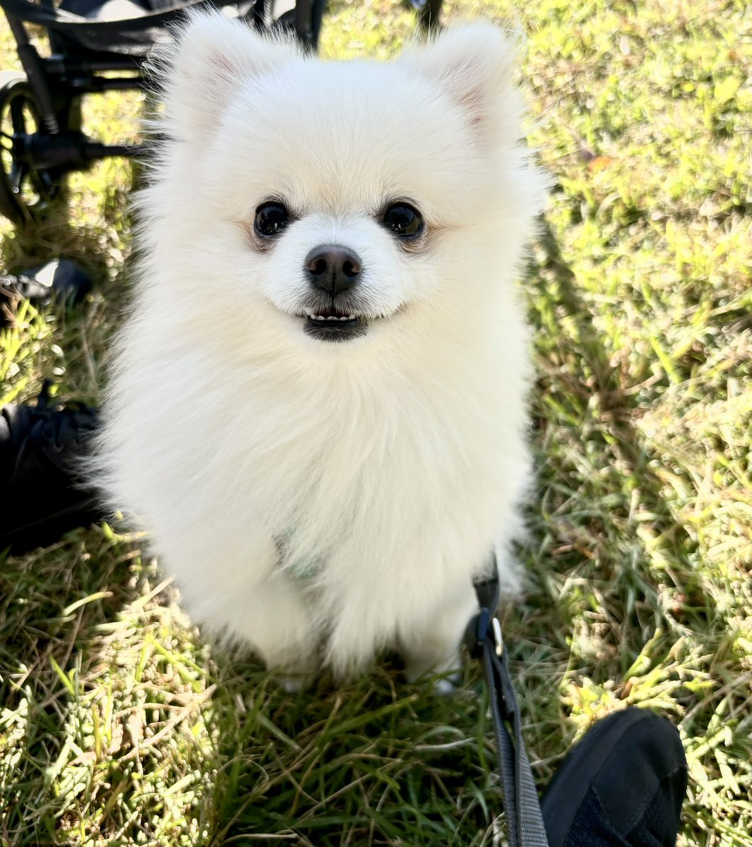 uniuni___unini's tweet photo. 今日は朝から公園でピクニックにしました🧺
秋晴れが気持ちよかったです✨ https://t.co/bG6Z4uVCmh