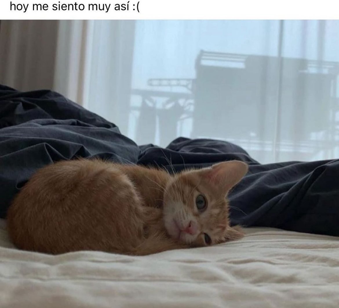 Gatitos Que Curan Tu Depresion (@gatitodepresion) on Twitter photo 
