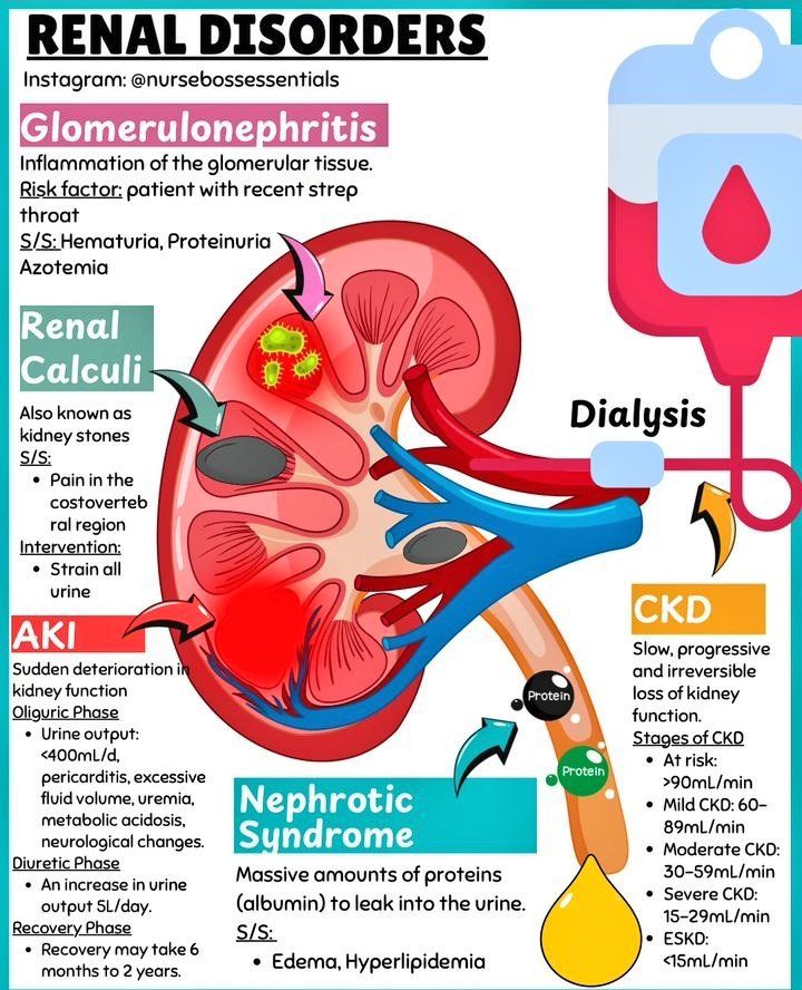 Renal disorders in a nutshell.

Moses kuria| Deputy president| vote trump| All blacks| Kalenjins