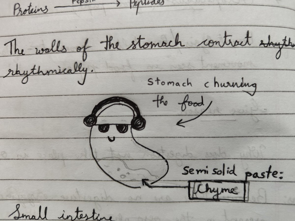 My 11 yr old kid's imagination of how stomach churns "rhythmically". The "J" is mirrored though!