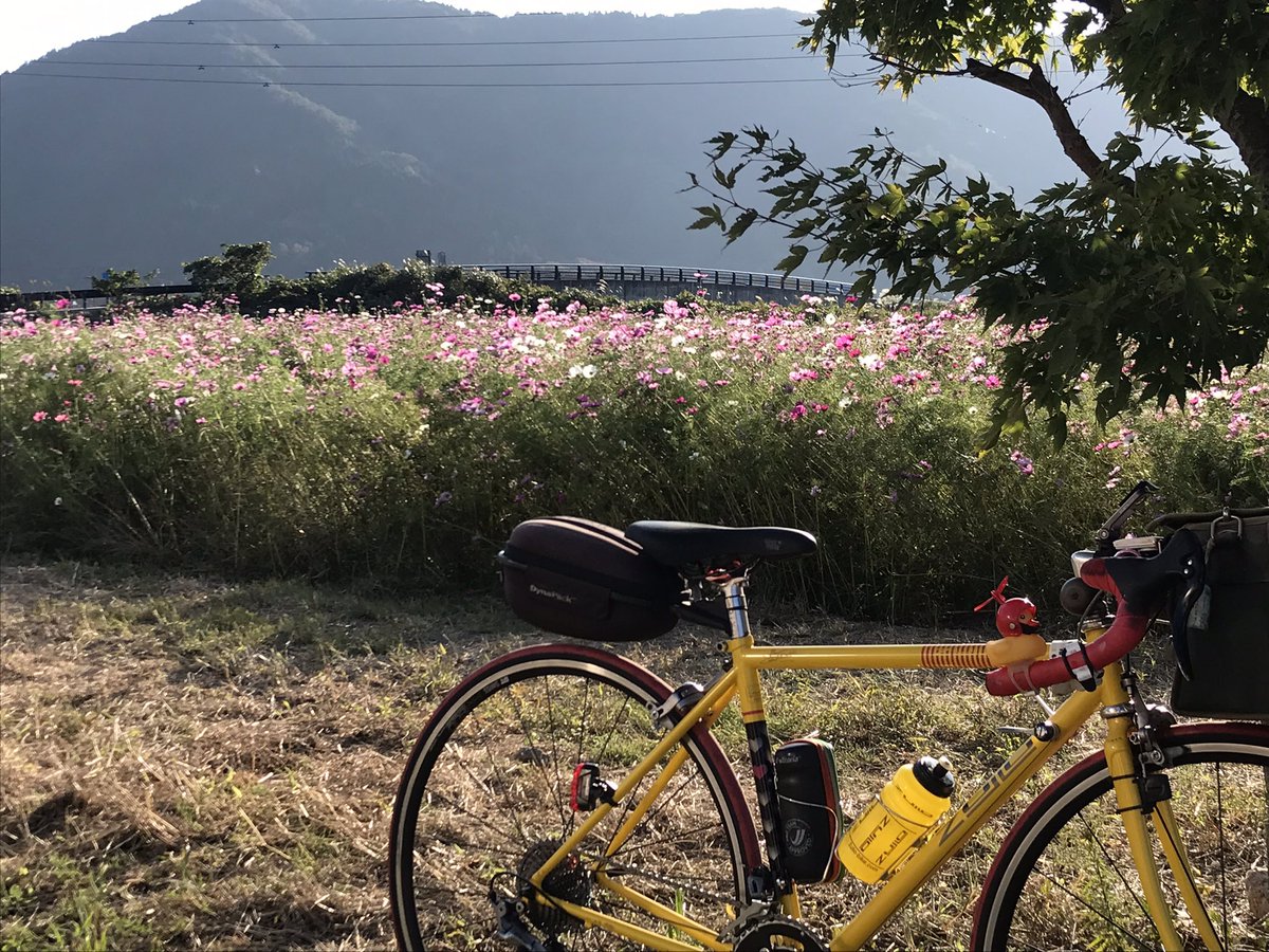 bicchee's tweet photo. 今年もコスモスが満開 #ビワイチの日 #ビワイチ #ロードバイク #サイクリング #zullo #tonica https://t.co/cvMmgKjmE3