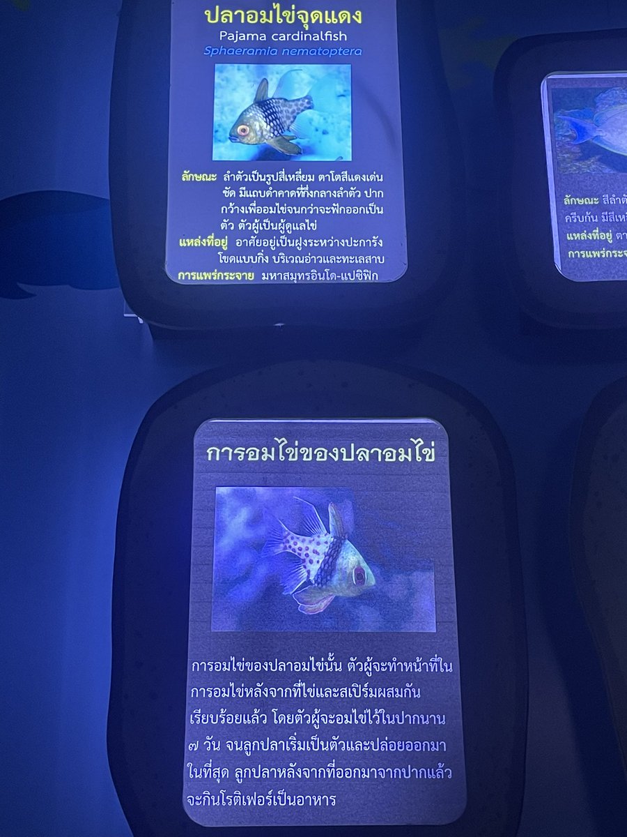 วิธีการอมไข่
#ปลาอมไข่