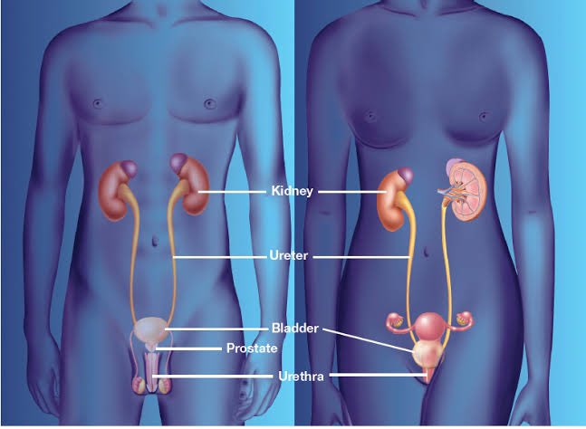 celebritypharm's tweet photo. URINARY TRACT INFECTIONS!

1 in every 5 Women experience UTIs at some point.

UTIs are more common in women but 
men are not exempted!

Learn the causes, symptoms, and  prevention 

Come with me 👇 https://t.co/54bIKJwFAH