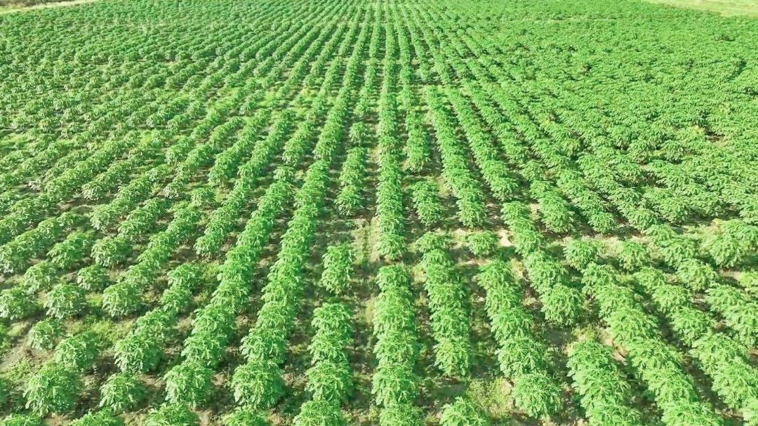 AbiyAhmedAli's tweet photo. Agricultural productivity showcase in Afar
የግብርና ምርታማነት ማሳያ በአፋር https://t.co/tu55o2KLeg