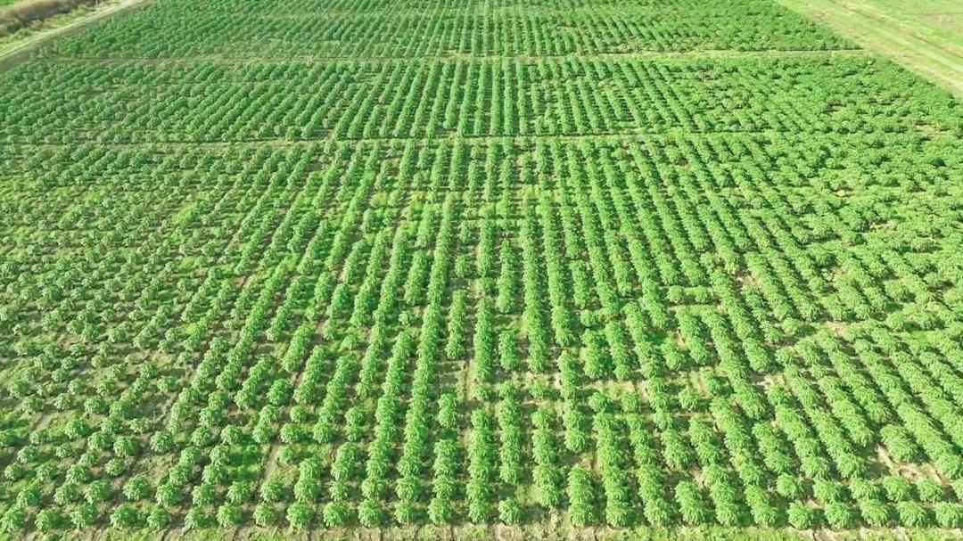 AbiyAhmedAli's tweet photo. Agricultural productivity showcase in Afar
የግብርና ምርታማነት ማሳያ በአፋር https://t.co/tu55o2KLeg