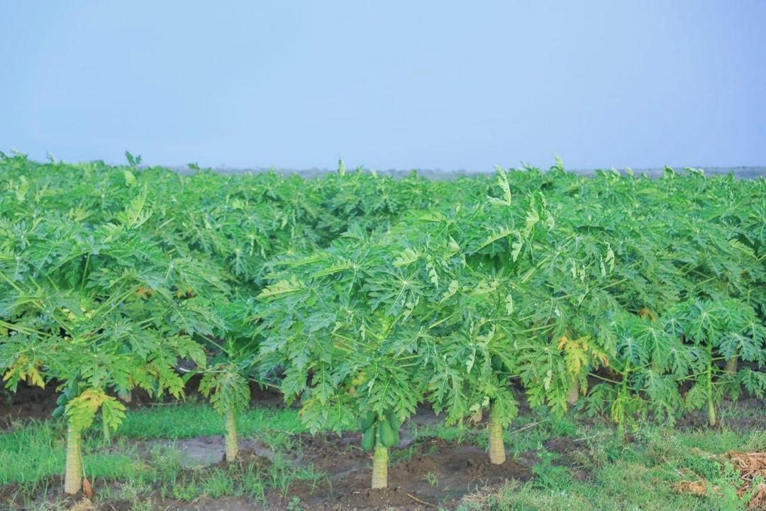 AbiyAhmedAli's tweet photo. Agricultural productivity showcase in Afar
የግብርና ምርታማነት ማሳያ በአፋር https://t.co/tu55o2KLeg