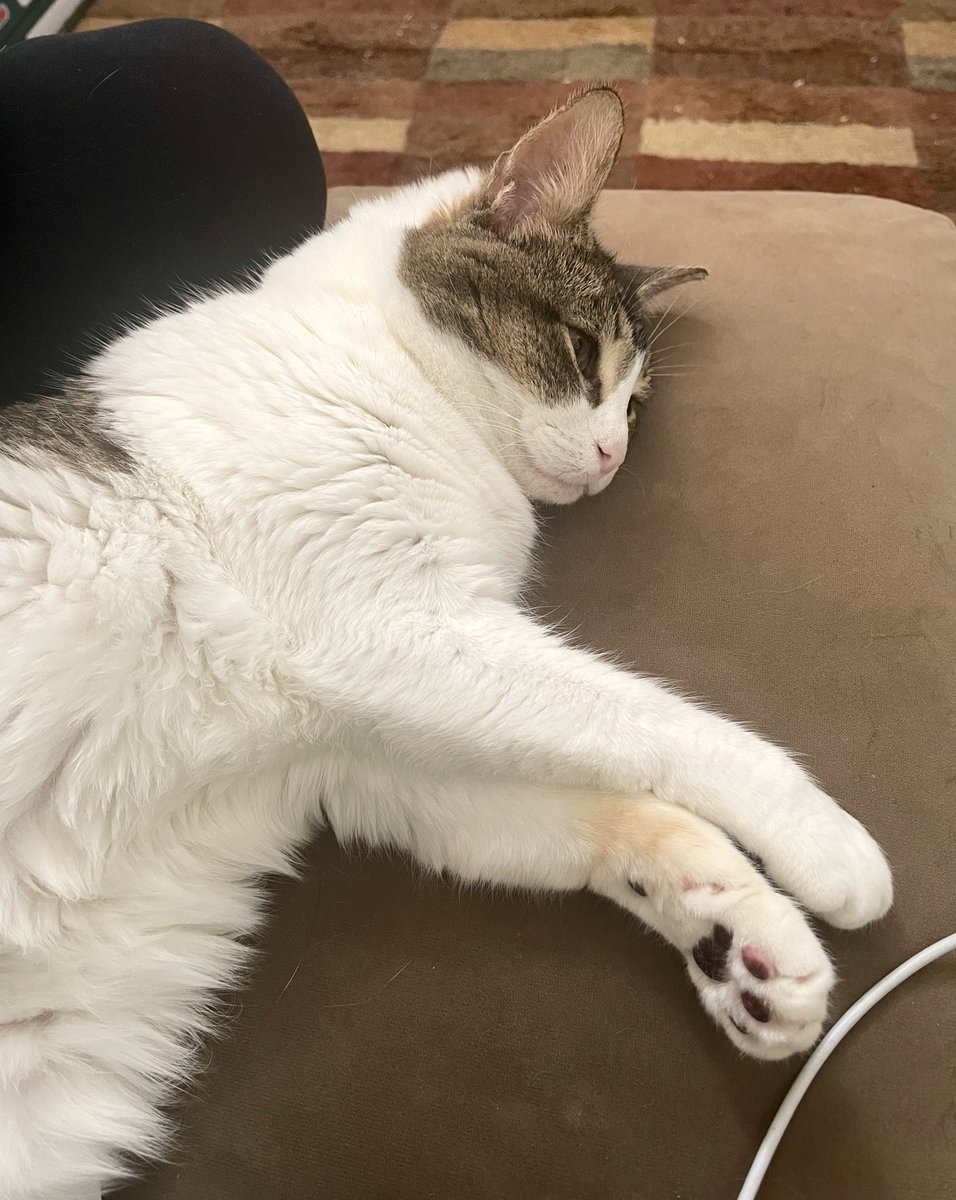 Friends of Bear Cat Rescue tweet media