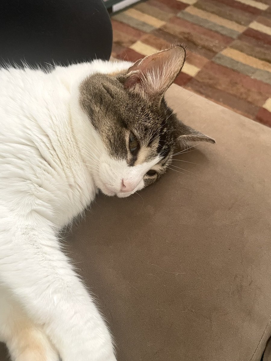 can someone tell senior cats that past a certain age they're not allowed to sleep with their eyes open