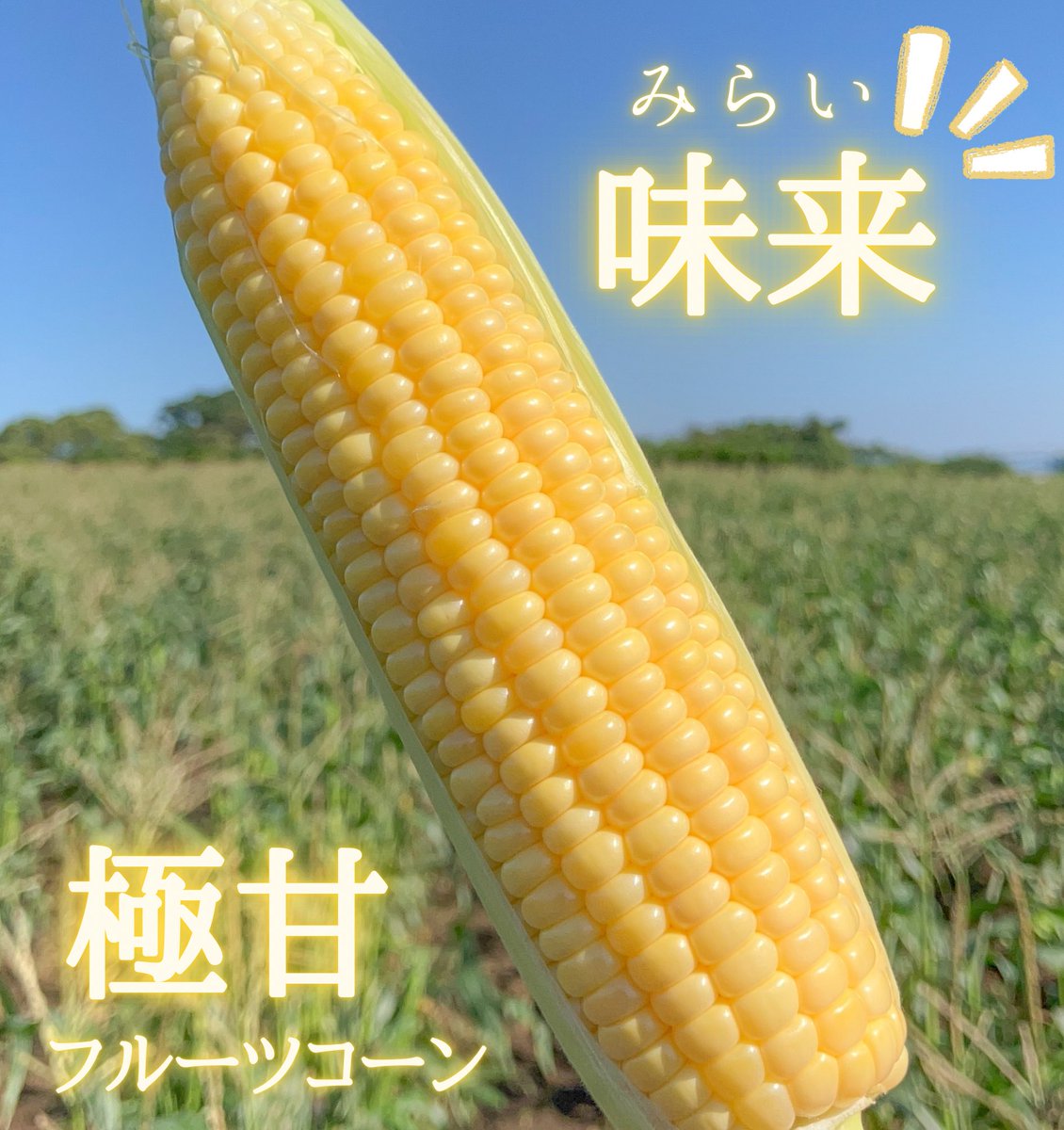 秋とうもろこしプレゼント企画🎁

生で食べれる極甘フルーツコーン🌽
味来10本を2名様にプレゼント致します

◎応募方法
1️⃣<a href="/iwasakifarm/">岩崎ファーム</a> をフォロー
2️⃣このツイートをRT

◎締切:11月6日(水)23時59分