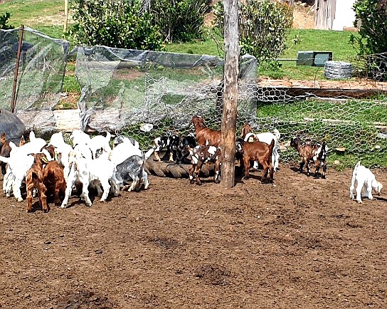 MisterMathula's tweet photo. Goat Farming Is A Profitable Passion🐐🥰

Kaizer Chiefs| Ringo | Zuma | SAMA |Man City | Sundowns | Pirates | ANC | EFF https://t.co/xXSXewi9mE