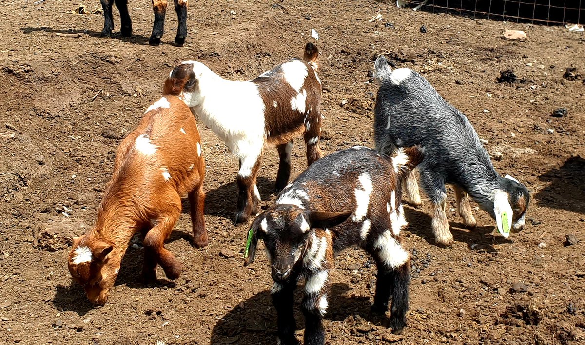 MisterMathula's tweet photo. Goat Farming Is A Profitable Passion🐐🥰

Kaizer Chiefs| Ringo | Zuma | SAMA |Man City | Sundowns | Pirates | ANC | EFF https://t.co/xXSXewi9mE