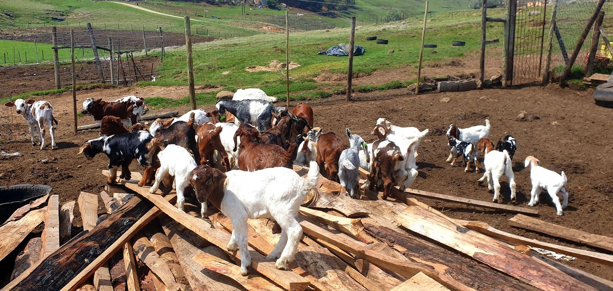 MisterMathula's tweet photo. Goat Farming Is A Profitable Passion🐐🥰

Kaizer Chiefs| Ringo | Zuma | SAMA |Man City | Sundowns | Pirates | ANC | EFF https://t.co/xXSXewi9mE