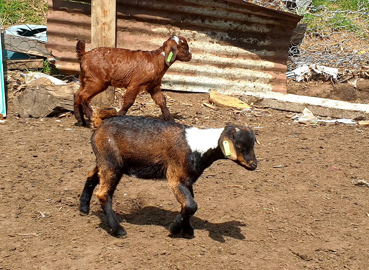 MisterMathula's tweet photo. Goat Farming Is A Profitable Passion🐐🥰

Kaizer Chiefs| Ringo | Zuma | SAMA |Man City | Sundowns | Pirates | ANC | EFF https://t.co/xXSXewi9mE