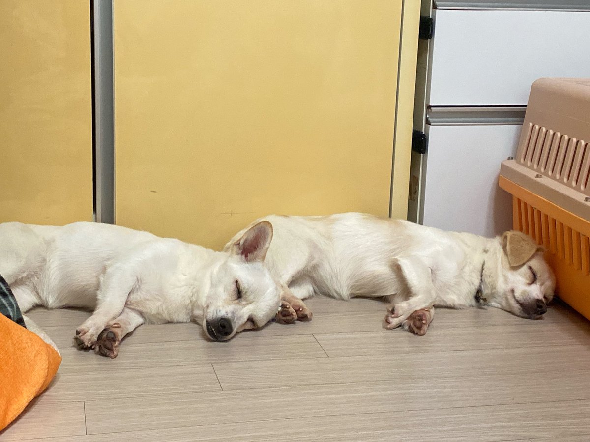 Yuri_Molli's tweet photo. 📍몰리🐶유리 단기임보중!
      22년생 / 중성화O / 자매강아지

🐶수제비귀 몰리
      몰리는 다음주 정식임보처로 이동해요
      낯을 가리지만 금방 배를 보여주는 강쥐

🐶쫑긋귀 유리
      유리는 1-2개월 단기임보중!
      애교쟁이에 만져주면 제일 좋아해요
      화장실도 잘가림! https://t.co/N0xNHDWyqz
