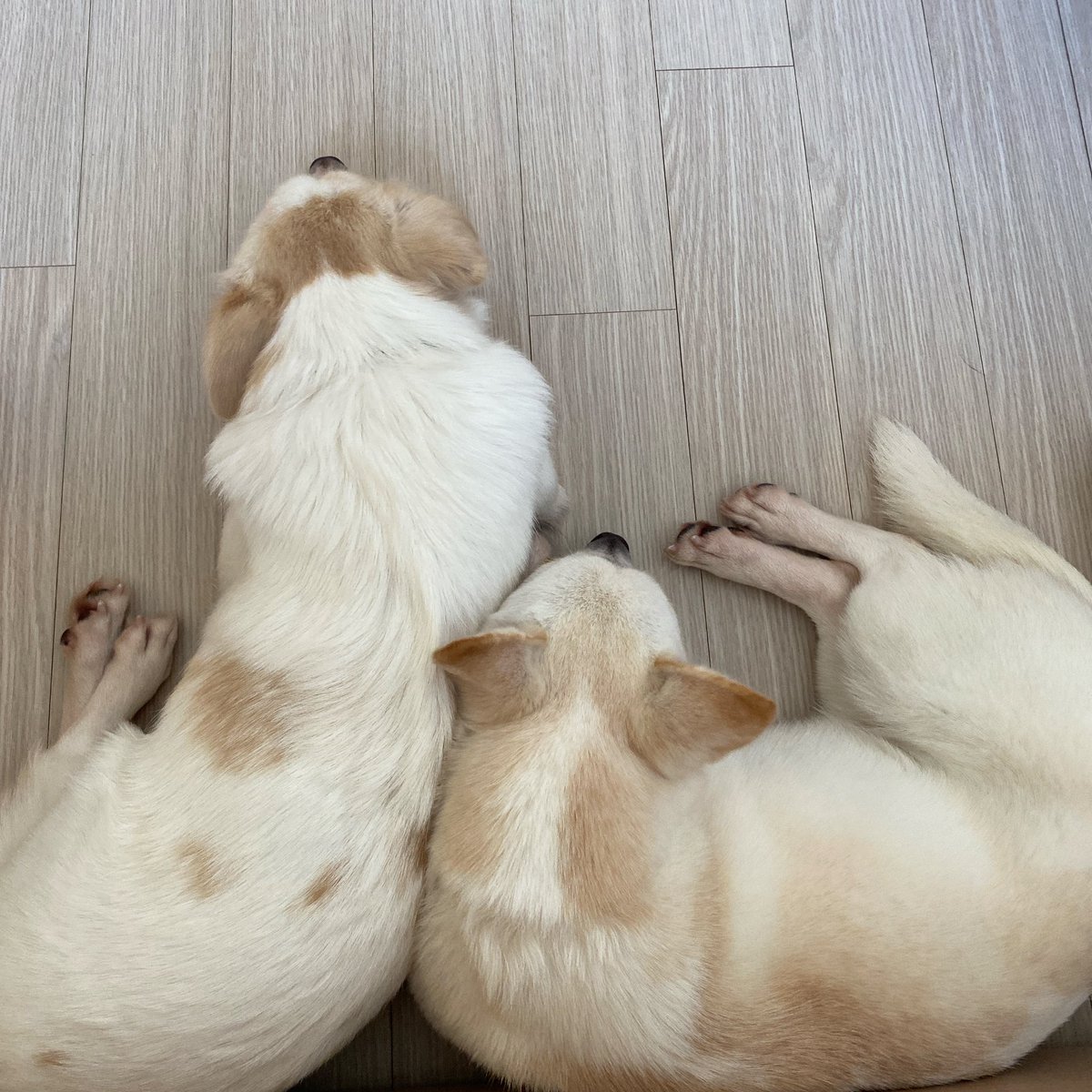 Yuri_Molli's tweet photo. 📍몰리🐶유리 단기임보중!
      22년생 / 중성화O / 자매강아지

🐶수제비귀 몰리
      몰리는 다음주 정식임보처로 이동해요
      낯을 가리지만 금방 배를 보여주는 강쥐

🐶쫑긋귀 유리
      유리는 1-2개월 단기임보중!
      애교쟁이에 만져주면 제일 좋아해요
      화장실도 잘가림! https://t.co/N0xNHDWyqz