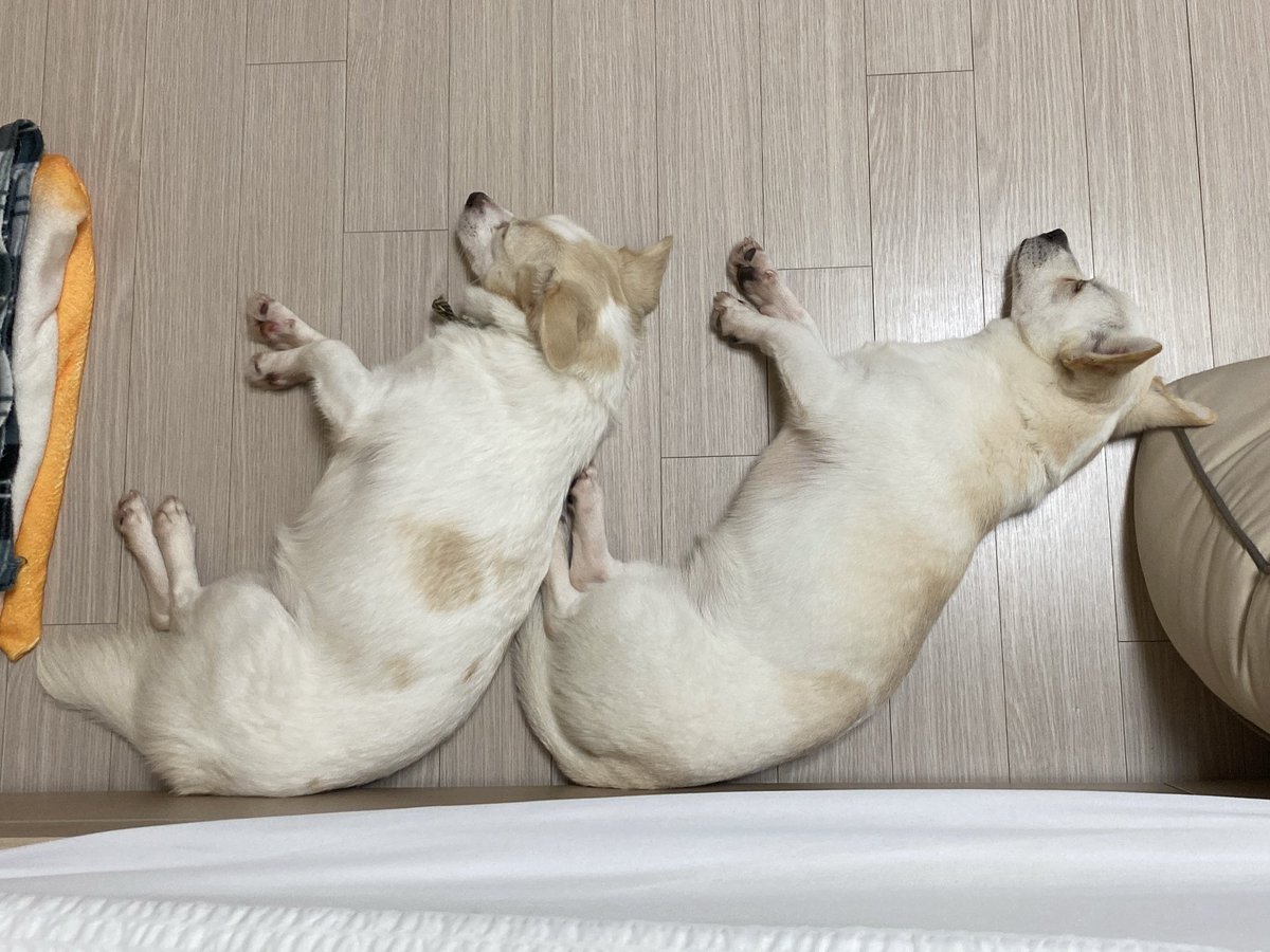 Yuri_Molli's tweet photo. 📍몰리🐶유리 단기임보중!
      22년생 / 중성화O / 자매강아지

🐶수제비귀 몰리
      몰리는 다음주 정식임보처로 이동해요
      낯을 가리지만 금방 배를 보여주는 강쥐

🐶쫑긋귀 유리
      유리는 1-2개월 단기임보중!
      애교쟁이에 만져주면 제일 좋아해요
      화장실도 잘가림! https://t.co/N0xNHDWyqz