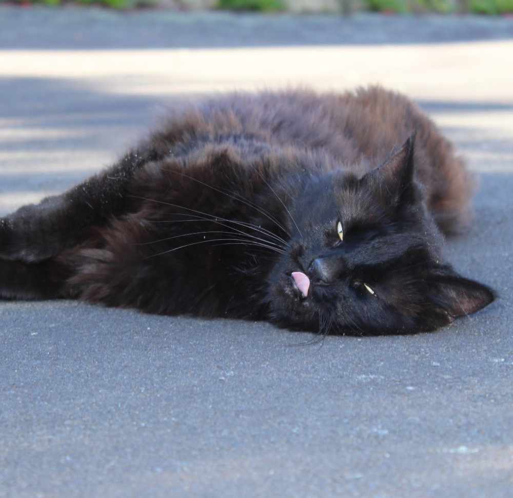 HarveyButtonNZ's tweet image. Want to make a smartphone movie? Not sure how to get going for social media or rescue videos? Get busy with my fun and easy to read tips! bit.ly/Smartphone_Mov… #instagramvideo #videos #smartphonevideos