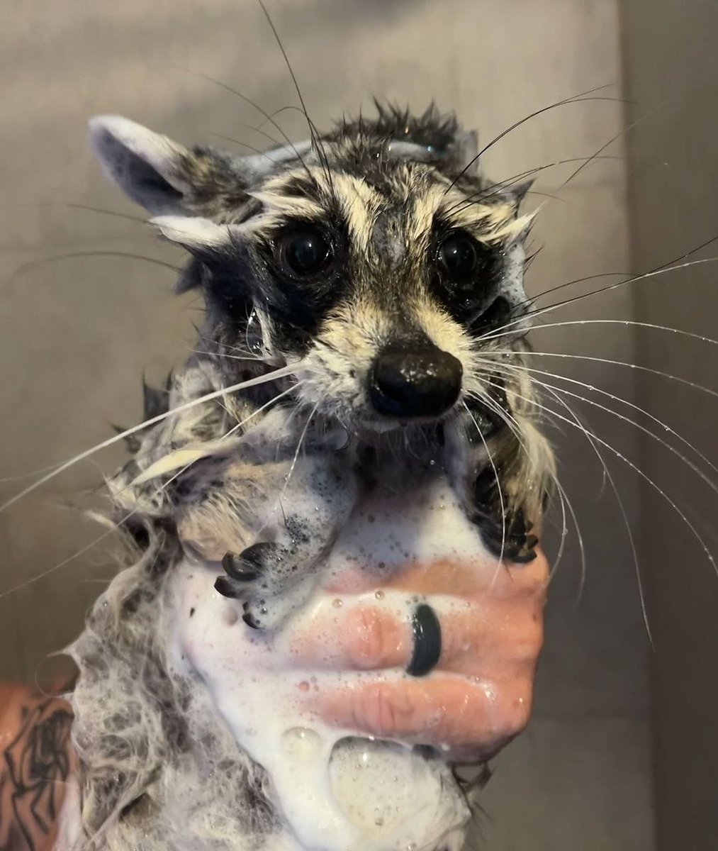 raccoon with confusing auras (@raccoonauras) on Twitter photo 