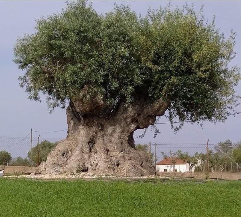 ŞABAN KALAFAT tweet media