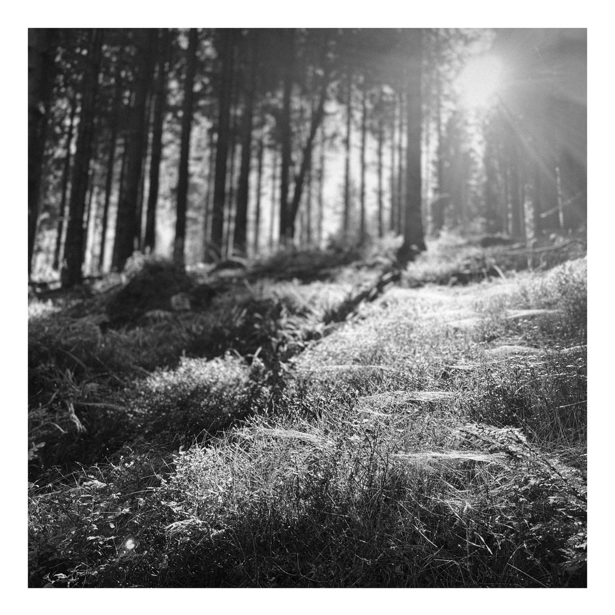 #forest #leica #q3 #blackandwhitephoto