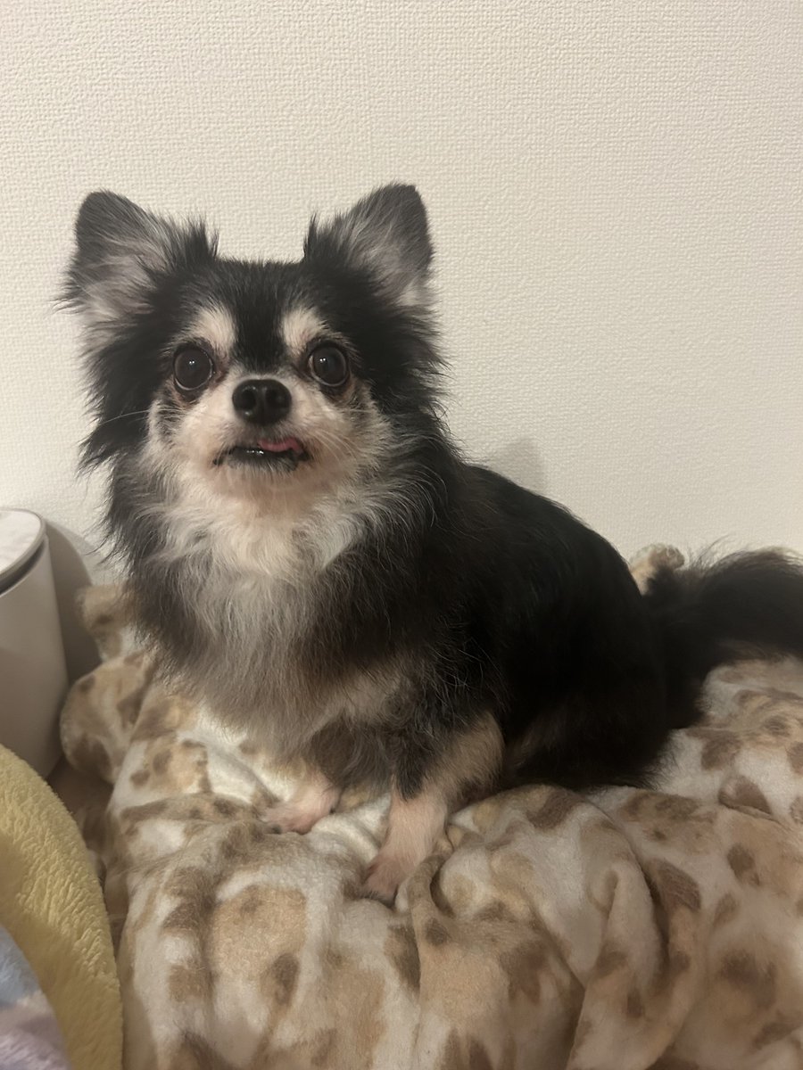 precious___dog's tweet photo. シャンプーしてふわサラよ🧴 https://t.co/4sqhZJc4X2