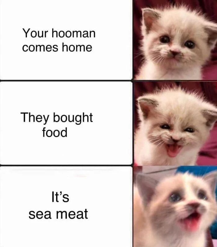 WholesomeMeme's tweet photo. https://t.co/Kv89pYsgQa