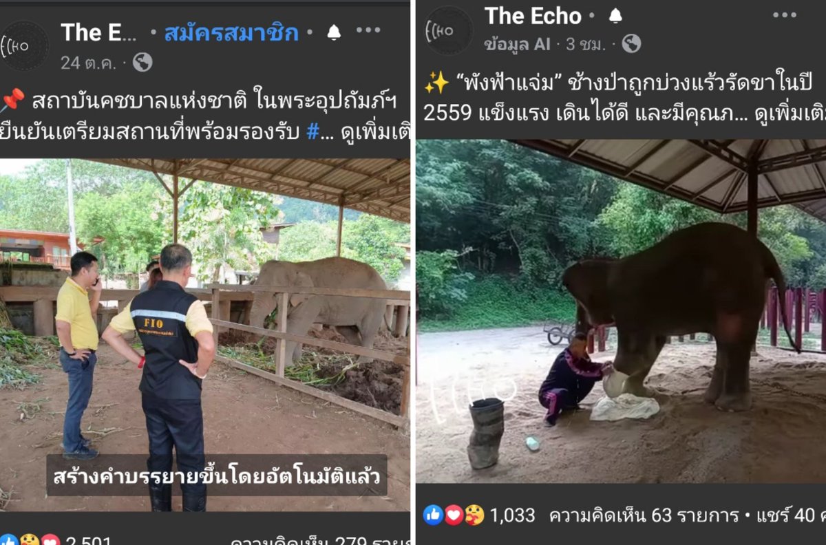 LUStVyKVKN6srFR's tweet photo. 🐘พลายขุนเดช VS🐘 พังฟ้าแจ่ม
เส้นทางชีวิตต่าง ชะตากรรมต่าง
ช้างป่า... สัตว์คู่แผ่นดินไทย ที่บ่อยครั้งต้องเผชิญกับภัยอันตรายจากน้ำมือมนุษย์ ไม่ว่าจะเป็นการล่า หรือบ่วงแร้ว ที่พรากอิสรภาพ ทำลายชีวิตจนกลายเป็นสัตว์พิการ
CR :The Publisher
#TheEcho
#ThePublisher
GolfyTT☕ https://t.co/DiyZkEN0XG