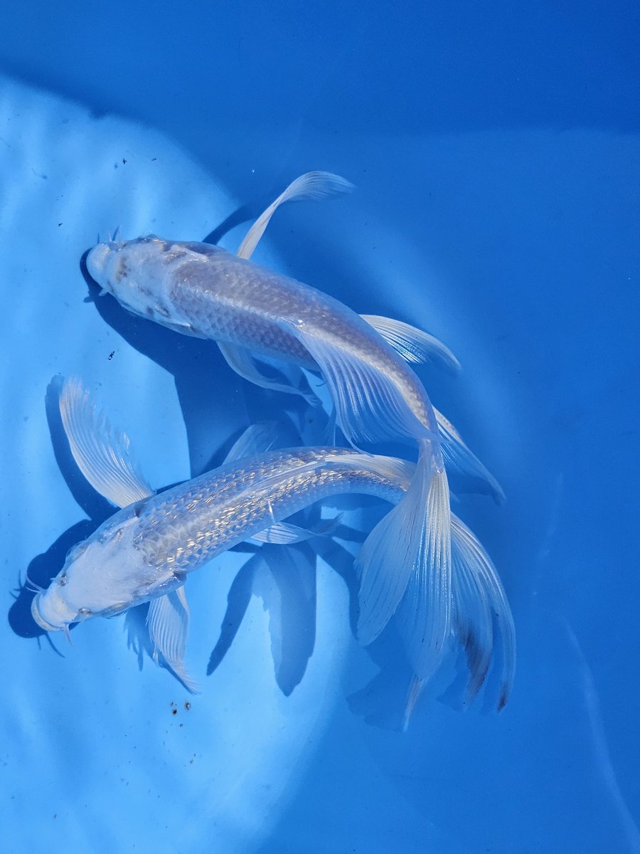 YAMATOFISH212's tweet photo. プラチナヒレナガ鯉　15cm2匹セット　5000円～ https://t.co/i1JUrj2uMC