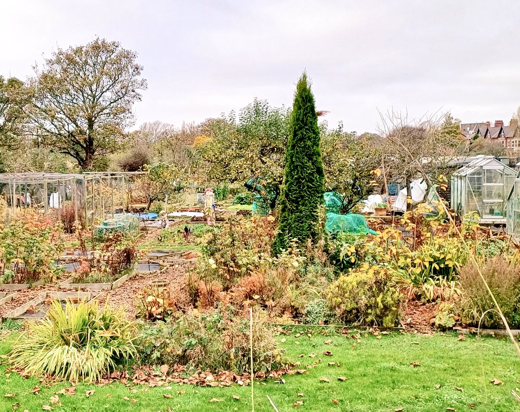 gimbaljaunts's tweet photo. Spot the #ScarecrowSunday
#allotments Jesmond Newcastle https://t.co/4fR0k2925o