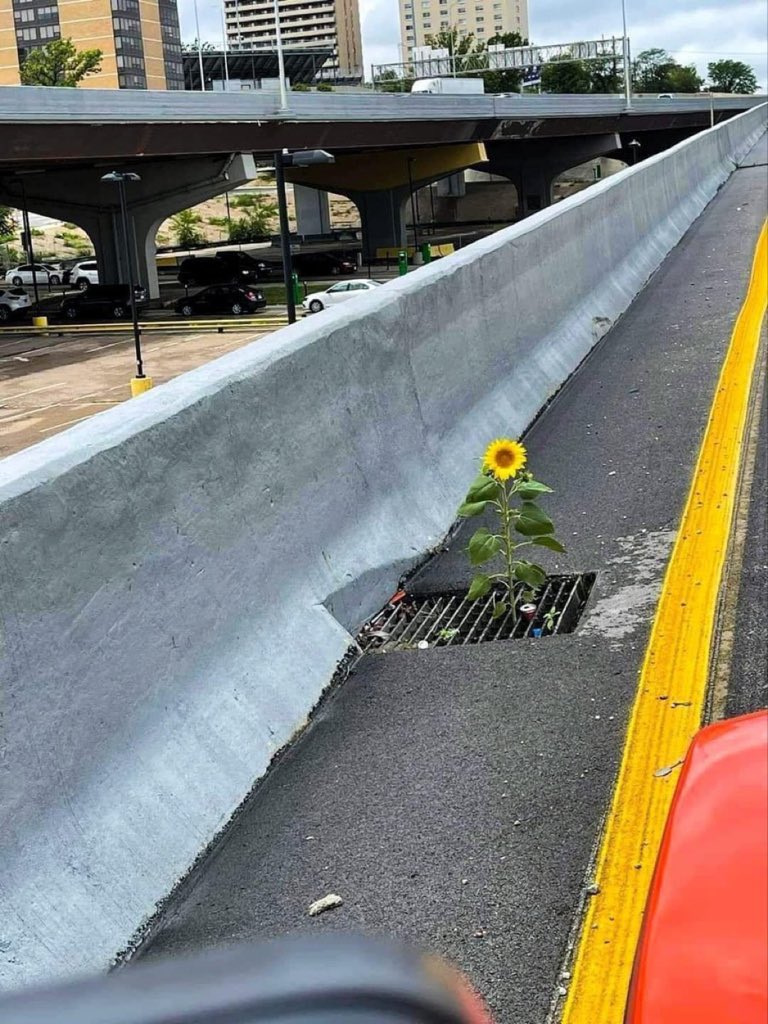 Mrbankstips's tweet photo. Life always finds a way https://t.co/dwUexRJ1zx