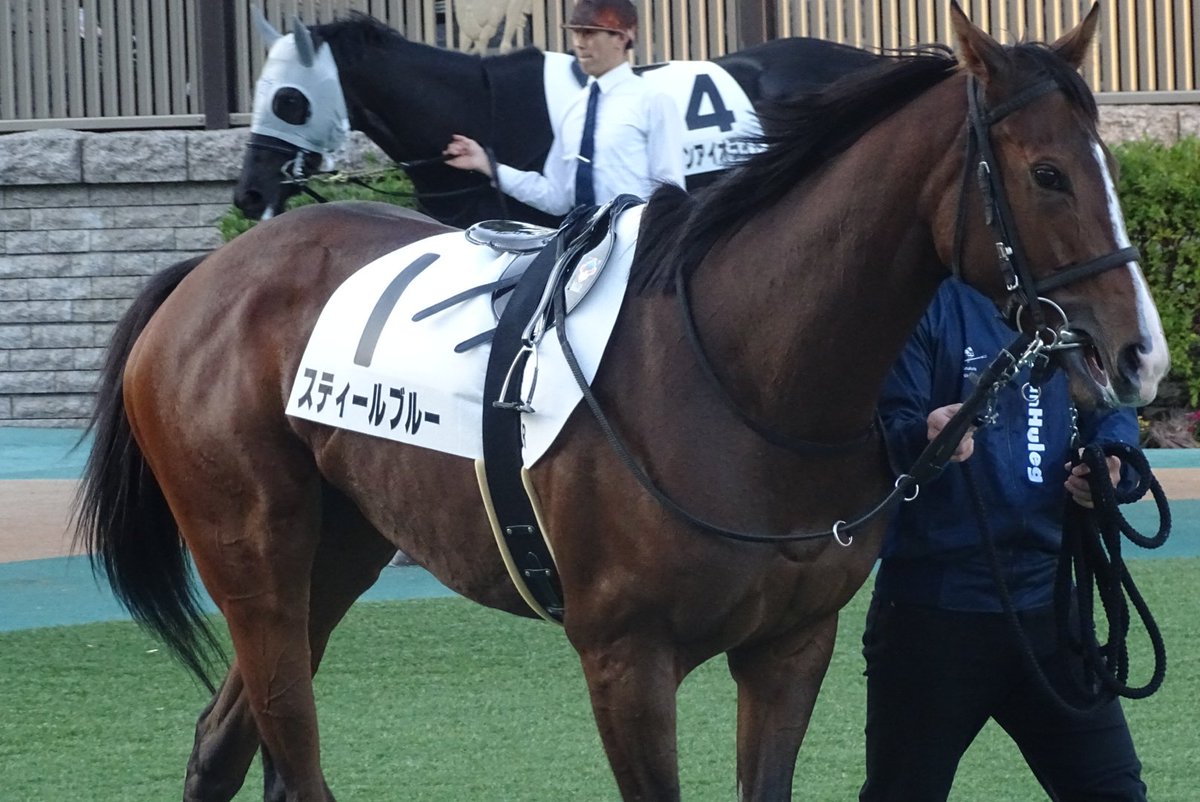 umauma5_20's tweet photo. 東京12Rでシルクの出資馬、スティールブルーとフリートオブフットが出走🐎
残念ながら勝利とはならなかったけど、2頭の勇姿が見れて良かった😊 https://t.co/dSTJxgP5gh