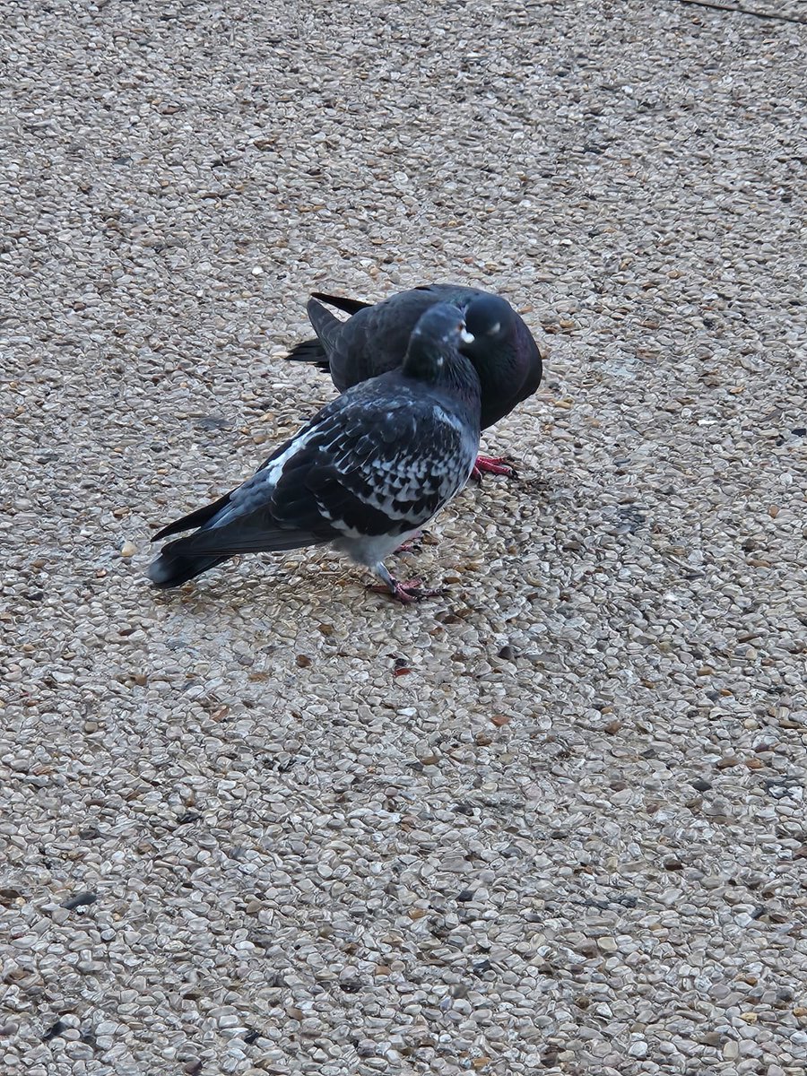 כמו זוג יונים
