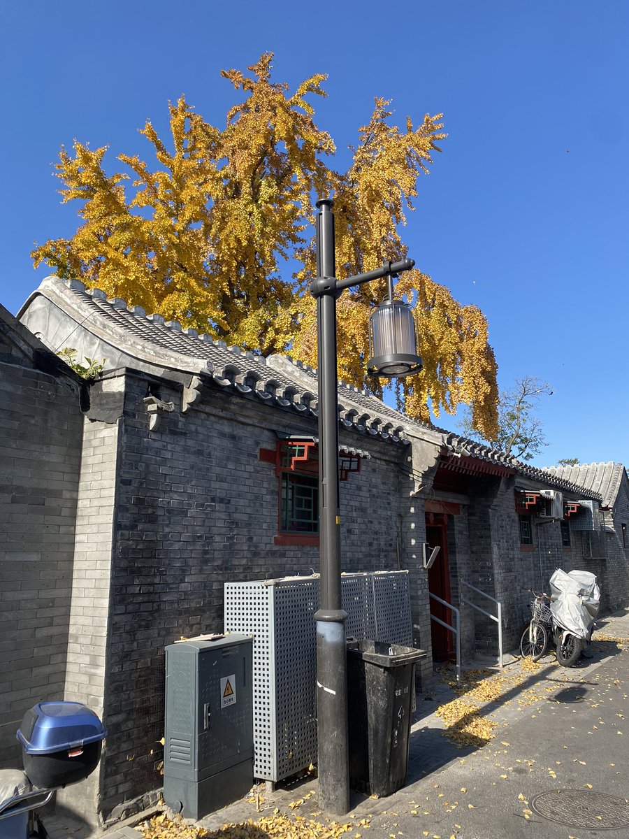 EmilyHalf91's tweet photo. Beijing in yellow 💛🍁🍂 https://t.co/nWOvAVgghs