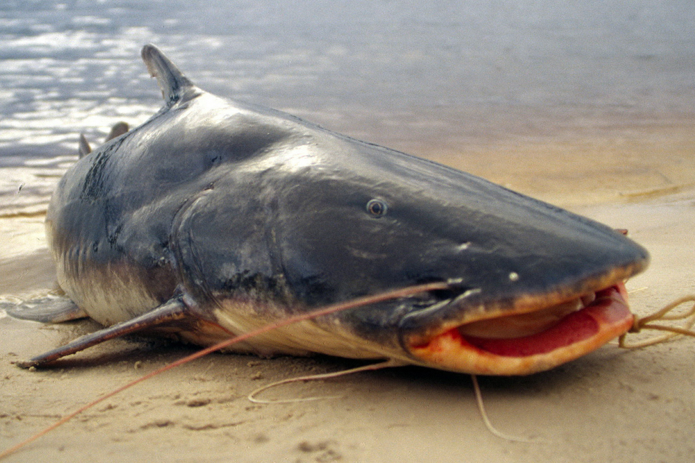 CatfishNOW1's tweet photo. Conserving catfish populations is essential. Keith Sutton provides tips on ethical fishing and conservation practices for catfish anglers.

https://t.co/tRS7hSez5j

#KeithCatfishSutton #CatfishConservation #EthicalFishing #SustainableFishing #CatchAndRelease #CatfishPopulations https://t.co/ST4lq95rWa