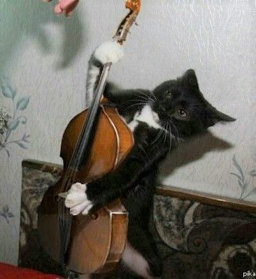 coolfunnnn's tweet photo. wow! que #habilidoso este gran #felino muy #curioso #divertido y #entretenido !! (　´∀｀)b https://t.co/d9tc6NoIMf