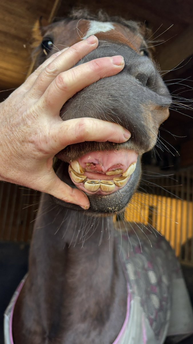 Bianca Dunk Racing tweet media