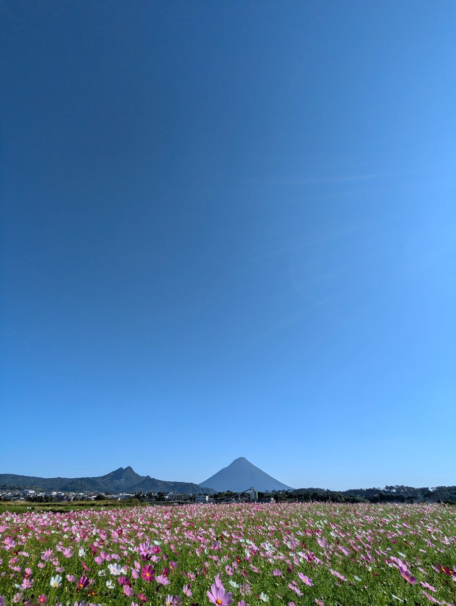 TJkawayoshi's tweet photo. コスモスが咲き始めました。
https://t.co/6vnAx14aAy https://t.co/gHf68E93M2