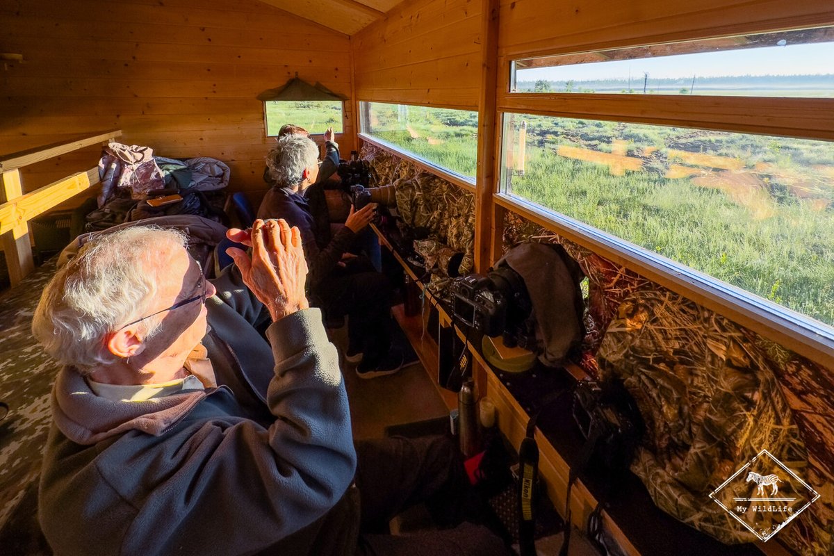 BlogMyWildlife's tweet image. Affûts Photo Loup Gris en Finlande : récits d'observation, informations sur le #loup gris en #Finlande et conseils pratiques (saisons, quelle objectif, où...) my-wildlife.com/affuts-photo-l… 🐺