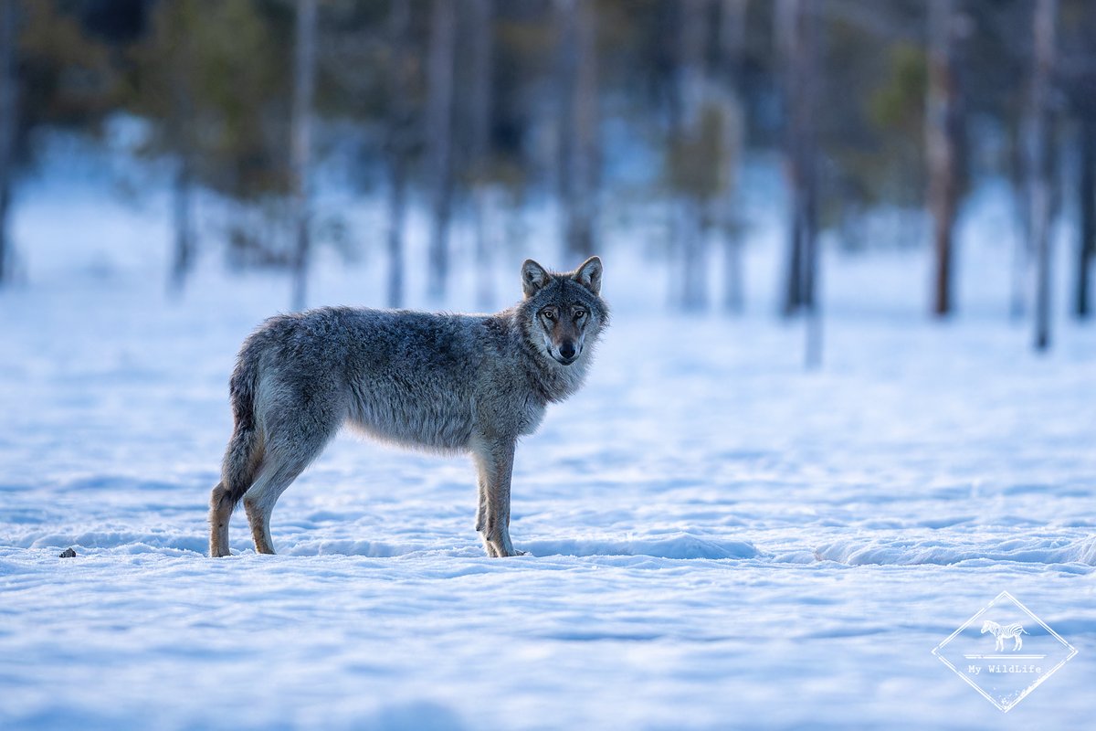 BlogMyWildlife's tweet image. Affûts Photo Loup Gris en Finlande : récits d'observation, informations sur le #loup gris en #Finlande et conseils pratiques (saisons, quelle objectif, où...) my-wildlife.com/affuts-photo-l… 🐺