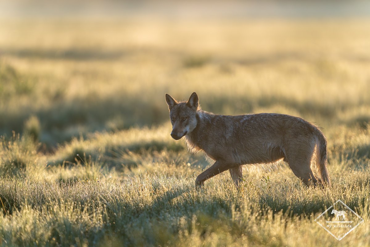 BlogMyWildlife's tweet image. Affûts Photo Loup Gris en Finlande : récits d'observation, informations sur le #loup gris en #Finlande et conseils pratiques (saisons, quelle objectif, où...) my-wildlife.com/affuts-photo-l… 🐺