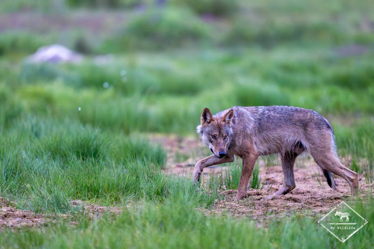 BlogMyWildlife's tweet image. Affûts Photo Loup Gris en Finlande : récits d'observation, informations sur le #loup gris en #Finlande et conseils pratiques (saisons, quelle objectif, où...) my-wildlife.com/affuts-photo-l… 🐺